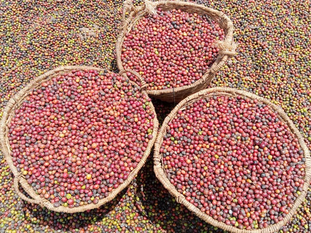 Members harvesting ripe coffee cherries