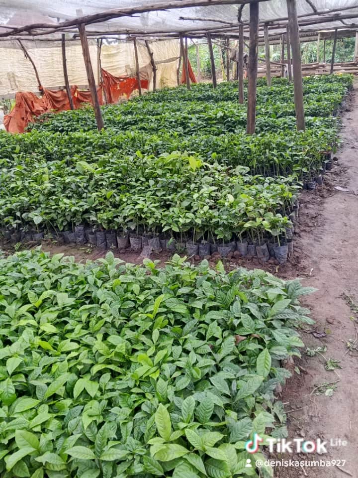 Coffee nursery beds prepared for seedlings at the cooperative